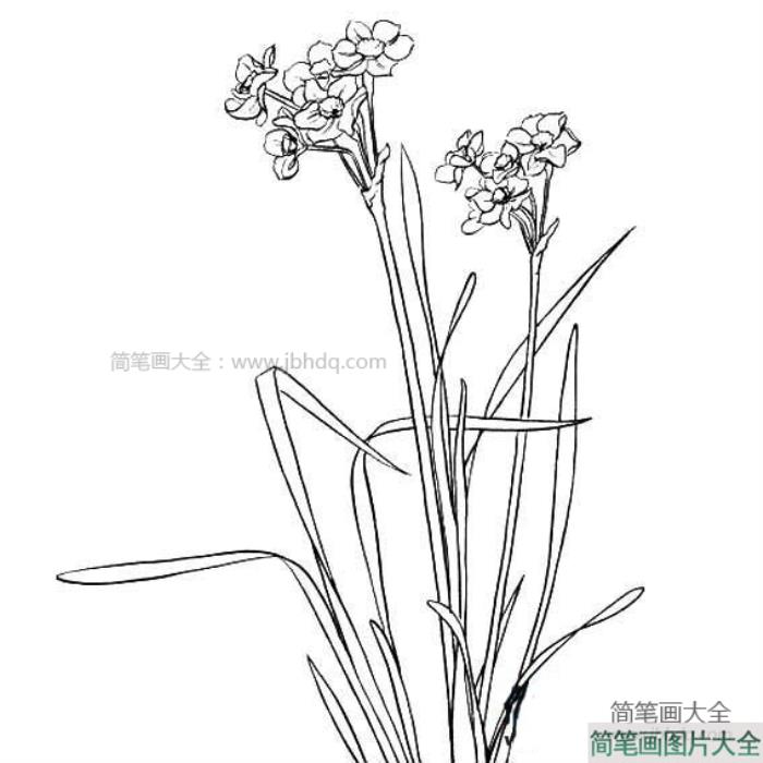 儿童水仙花简笔画  第3张