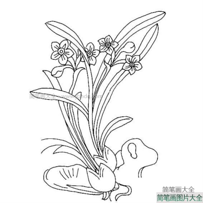 关于水仙花的简笔画  第1张