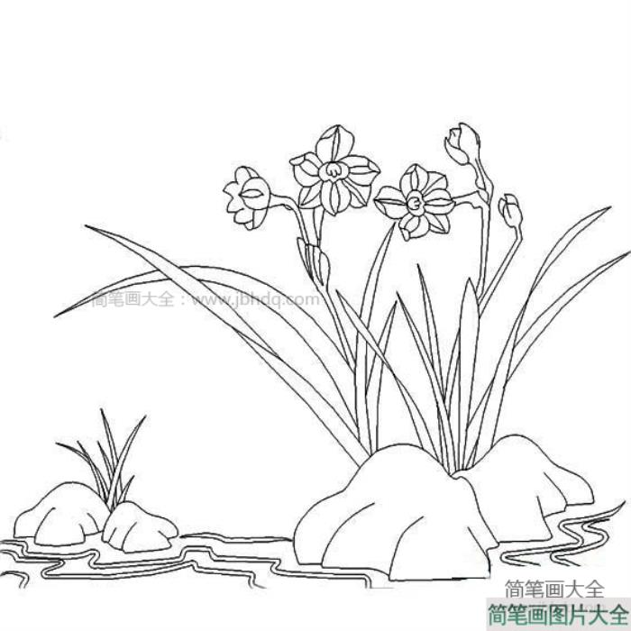 关于水仙花的简笔画  第2张