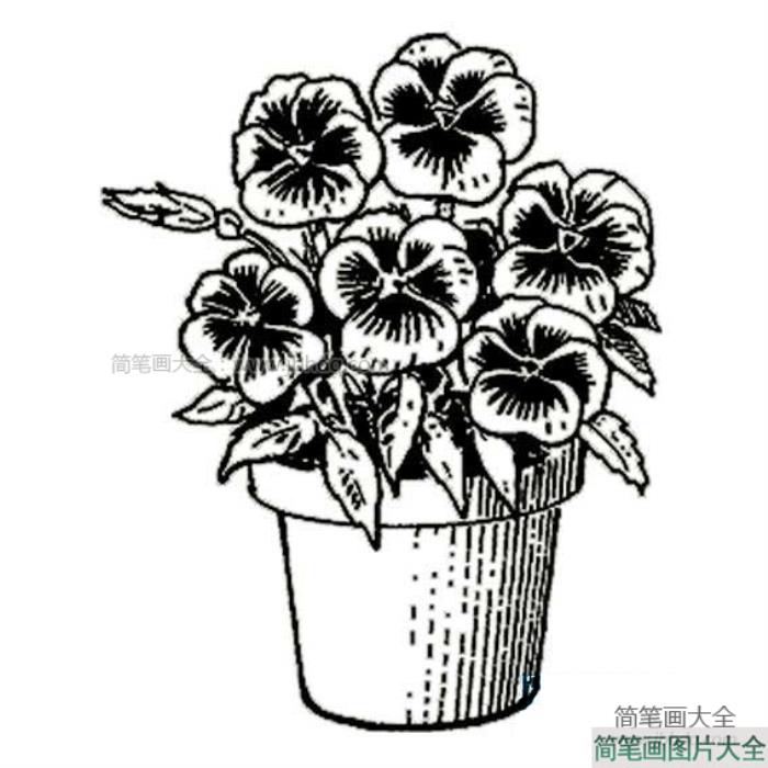 一盆漂亮的花简笔画  第1张