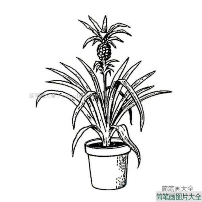 盆景花卉简笔画  第1张