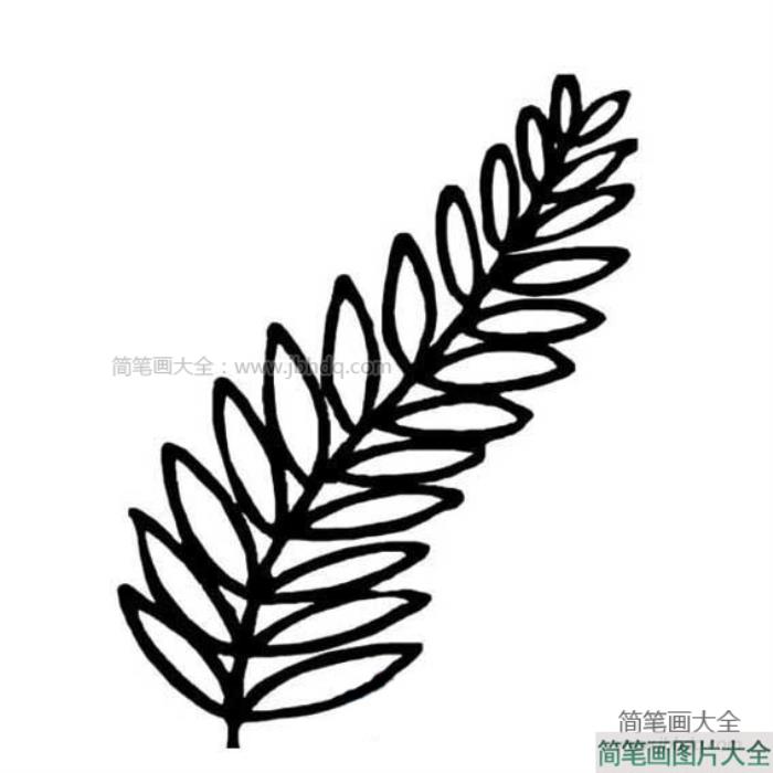 槐树树叶简笔画  第2张