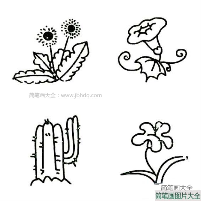 花卉简笔画图片  第2张