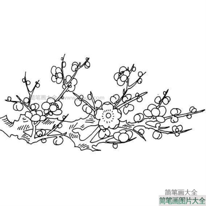 四张梅花简笔画图片