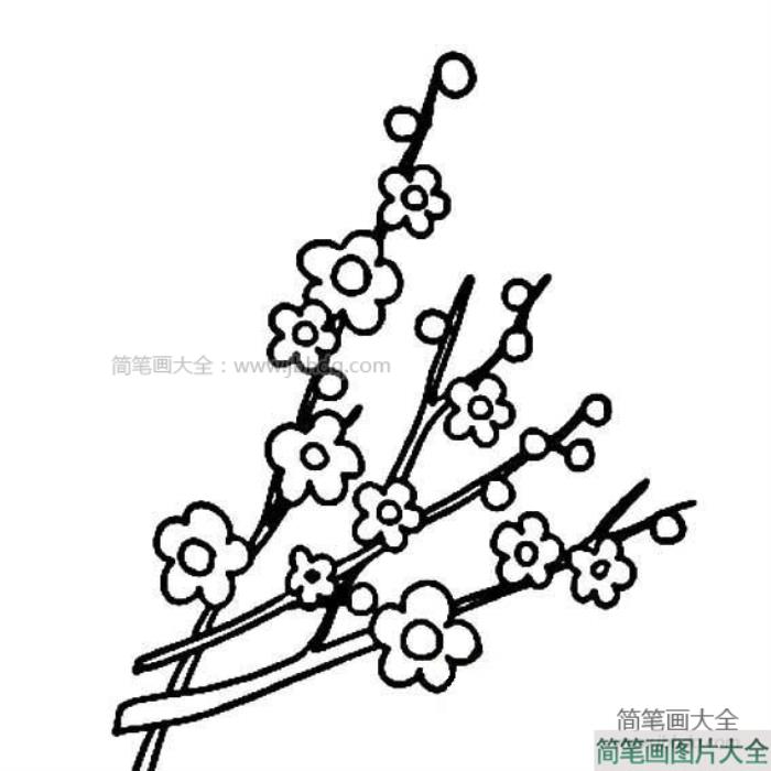 四张梅花简笔画图片  第3张