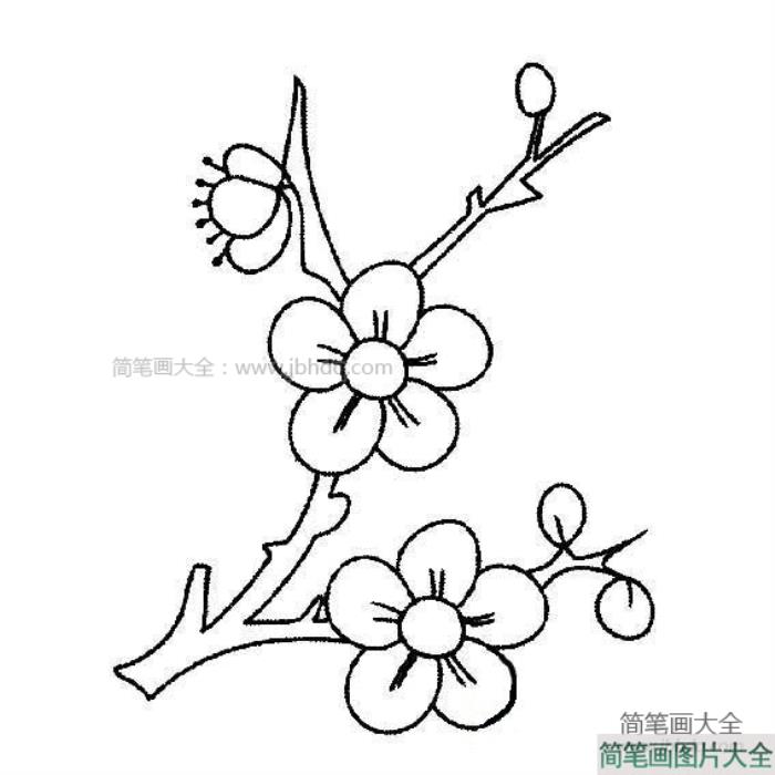 一枝梅花简笔画图片  第1张