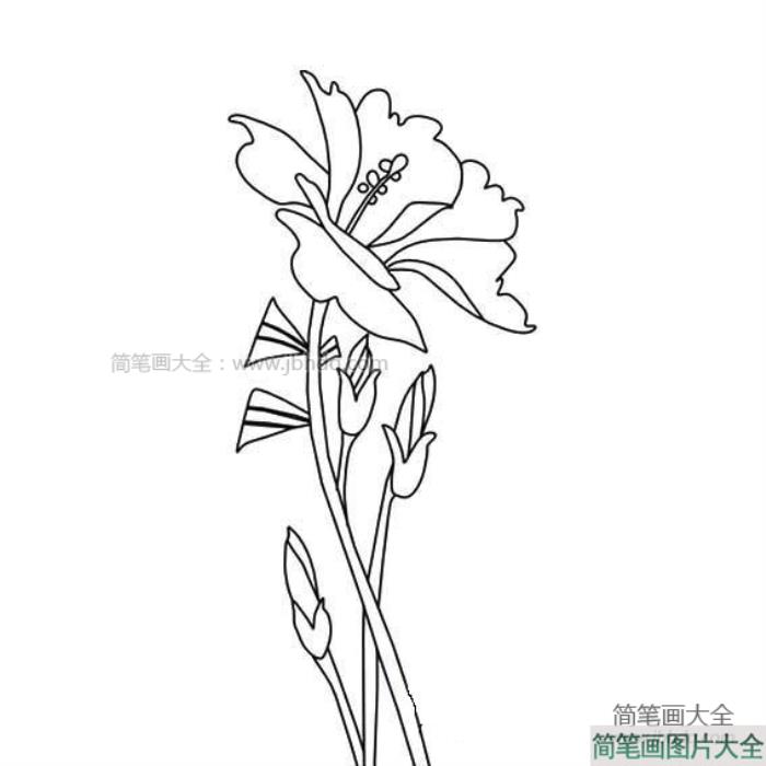 花卉简笔画图片