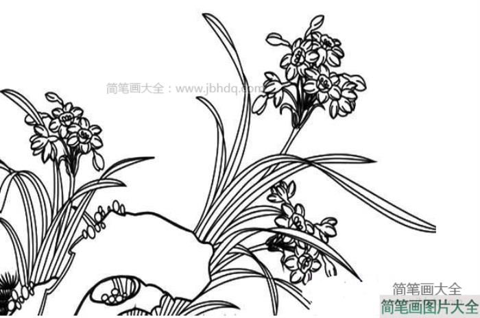 茂盛的水仙花简笔画  第1张