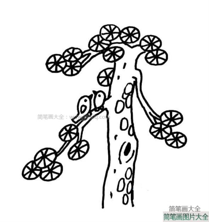 万年青简笔画图片  第1张