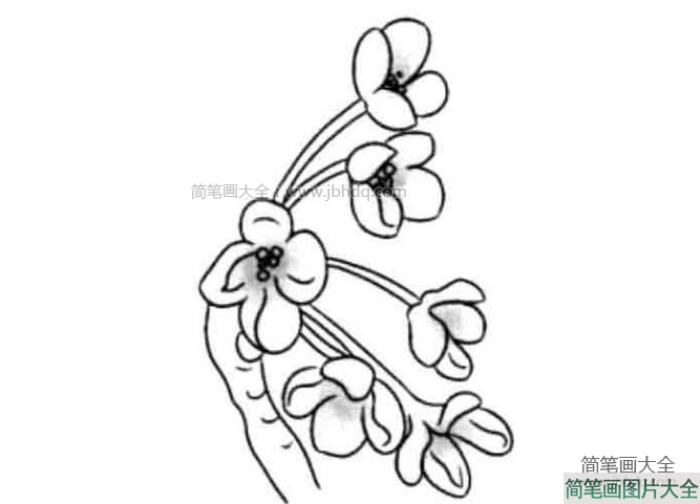 八月桂花香桂花简笔画图片