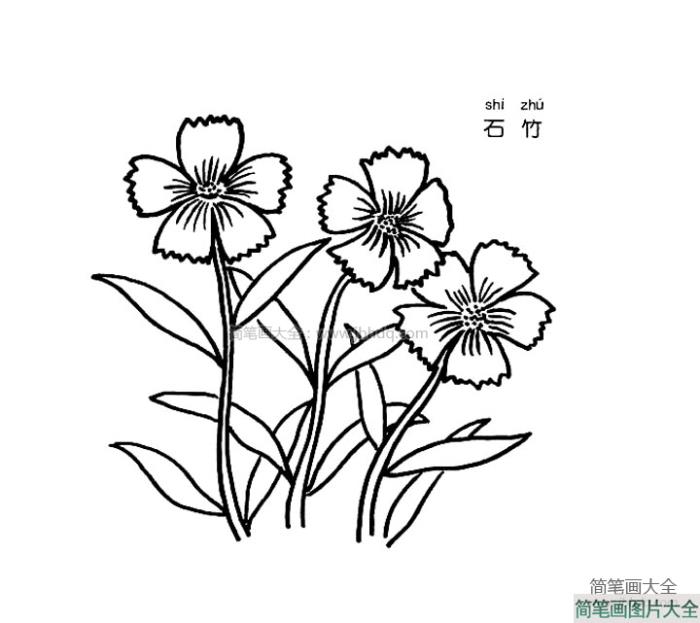 石竹简笔画  第1张