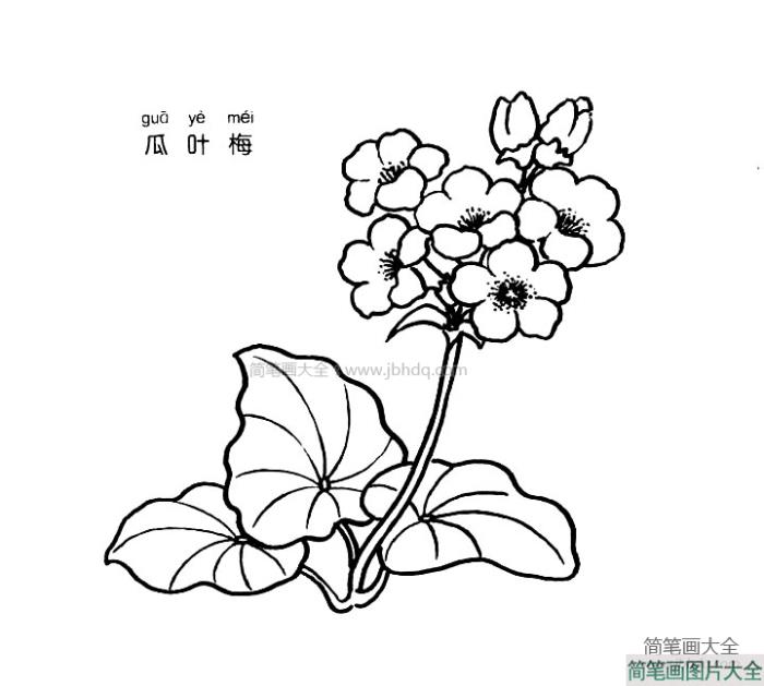 瓜叶梅简笔画图片  第1张