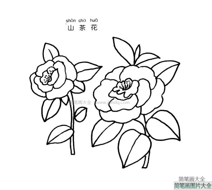 山茶花简笔画图片