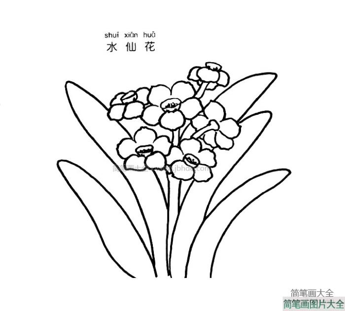 水仙花简笔画