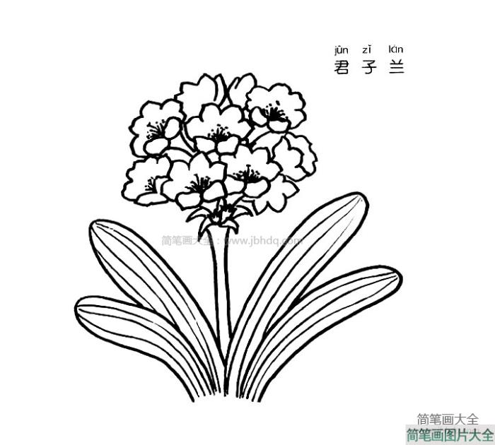 君子兰简笔画图片