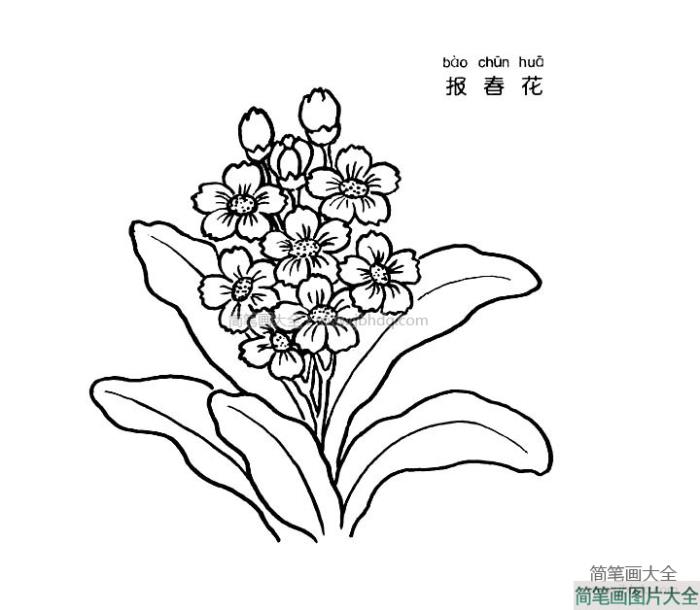 报春花简笔画