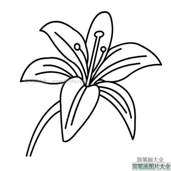 教师节礼物之百合花  第2张