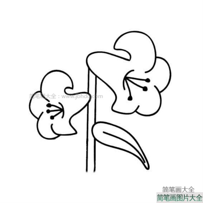 教师节礼物之百合花  第4张