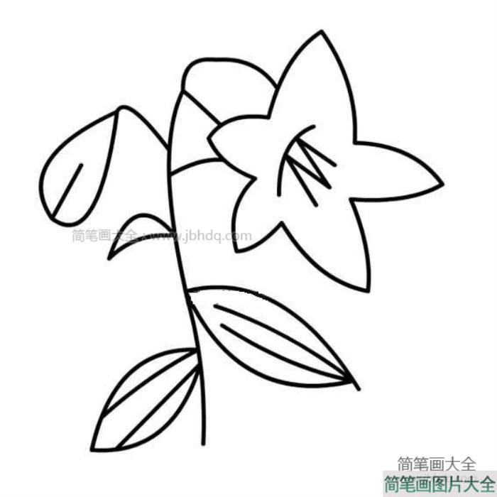 教师节礼物之百合花  第5张