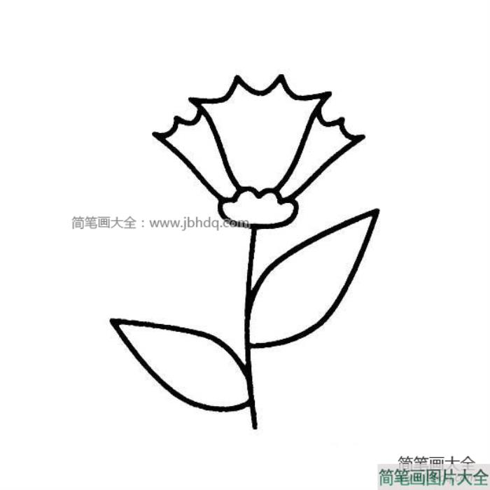 教师节礼物之康乃馨