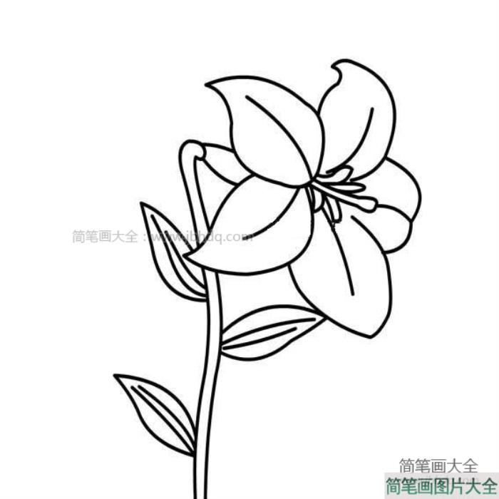 教师节礼物之百合花  第6张