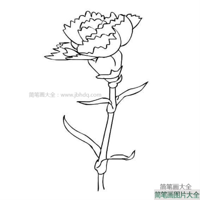 教师节礼物之康乃馨  第3张