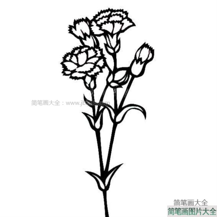 教师节礼物之康乃馨  第5张