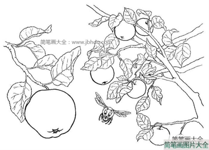 苹果树简笔画图片  第4张