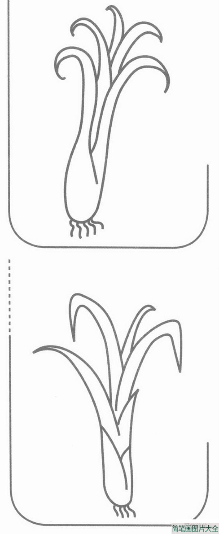 小葱简笔画  第1张