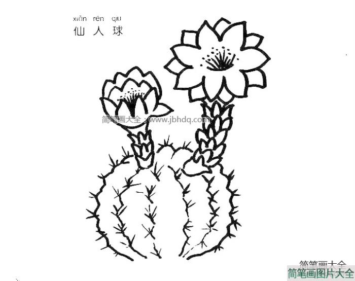 仙人掌简笔画  第3张