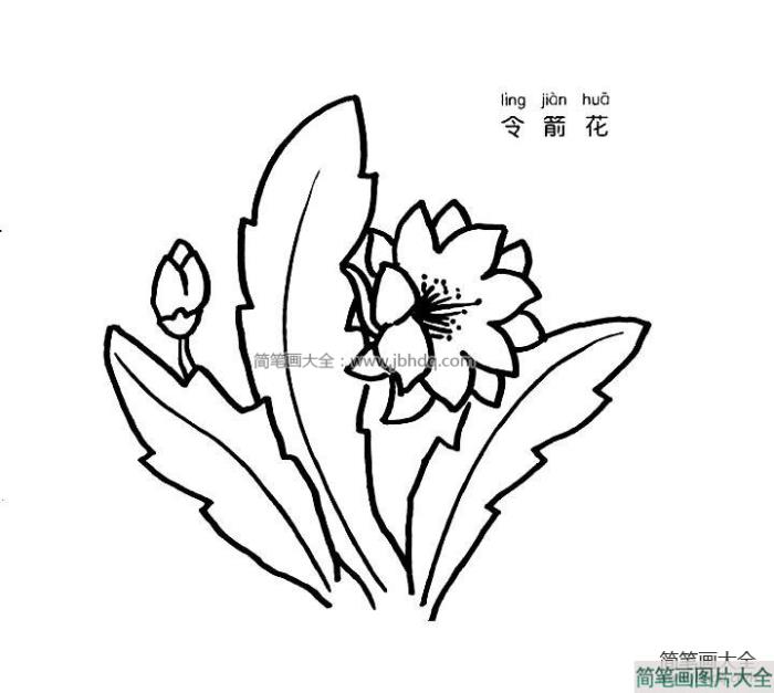 令箭花简笔画