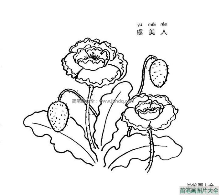 虞美人简笔画  第1张