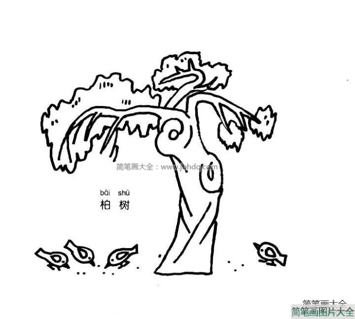 柏树简笔画图片  第1张