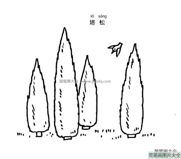 塔松  第1张