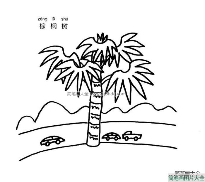 棕榈树  第1张