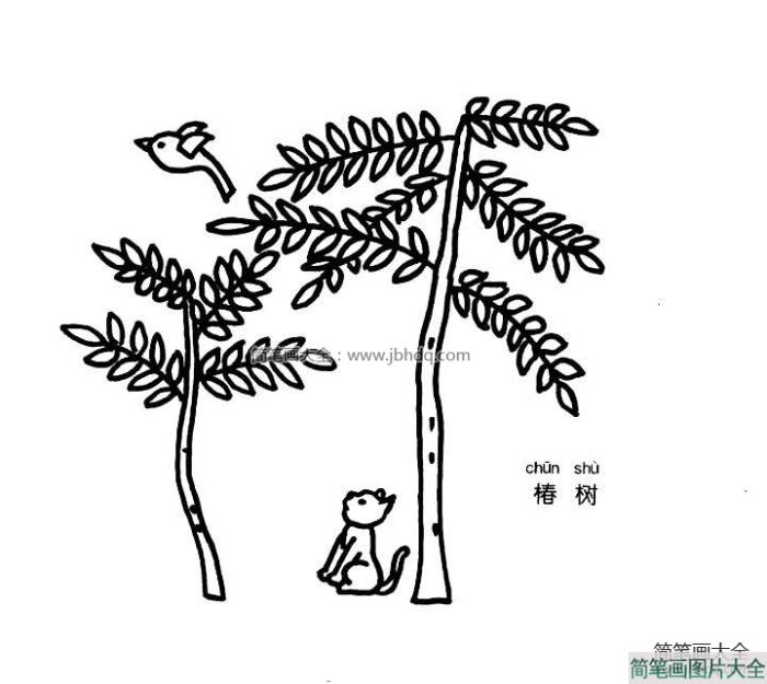 椿树简笔画图片  第1张