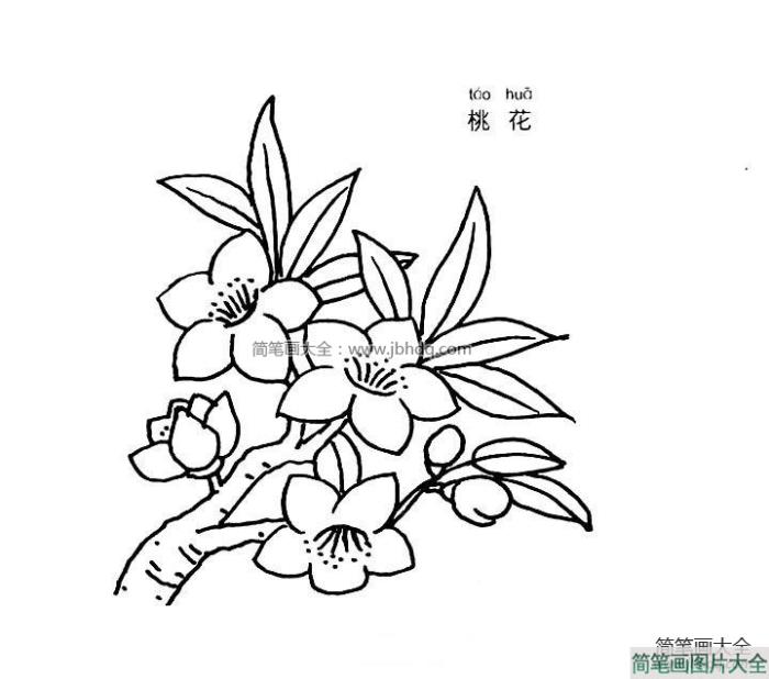 桃花简笔画图片