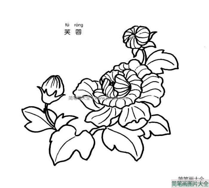 芙蓉简笔画图片  第1张