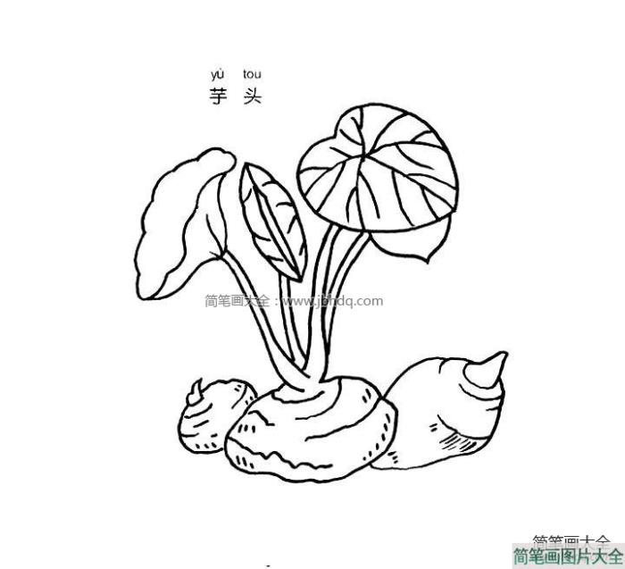 芋头简笔画