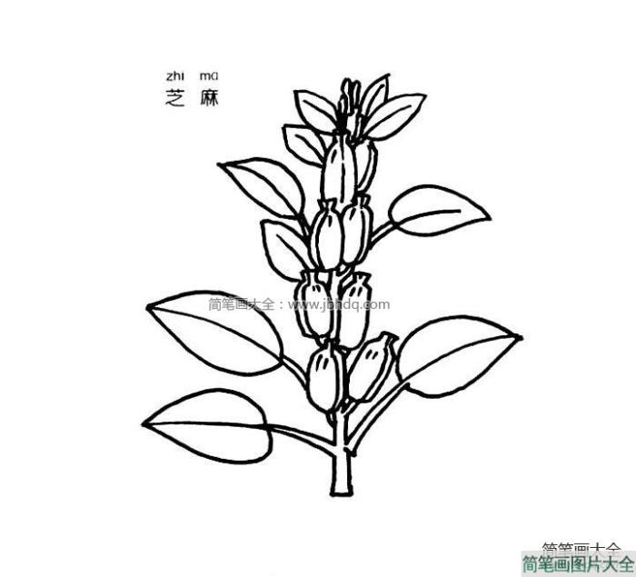 芝麻简笔画图片