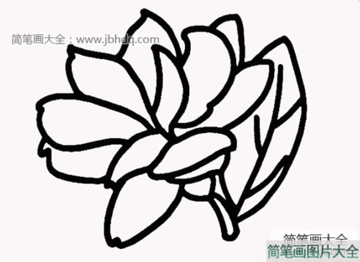 茉莉花简笔画  第1张