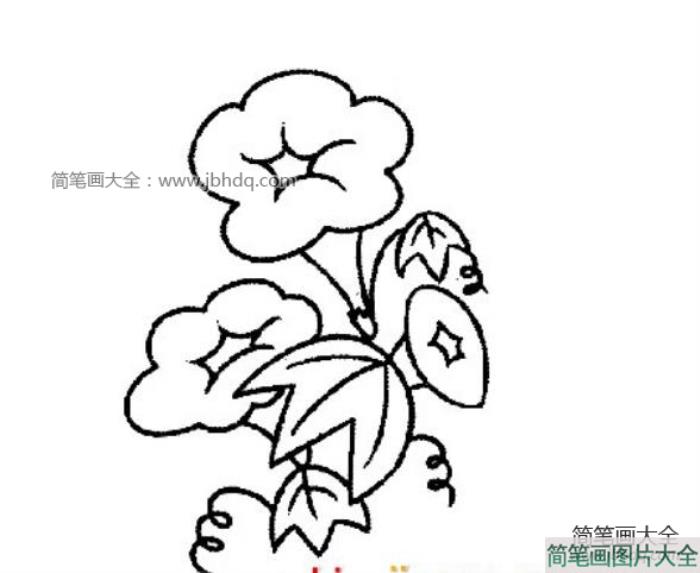 美丽的牵牛花  第1张