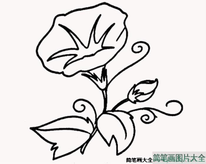 美丽的牵牛花简笔画  第1张