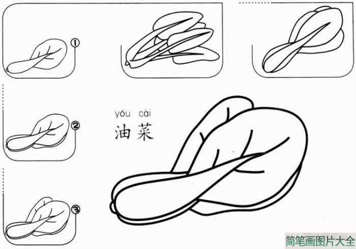 油菜怎么画  第1张