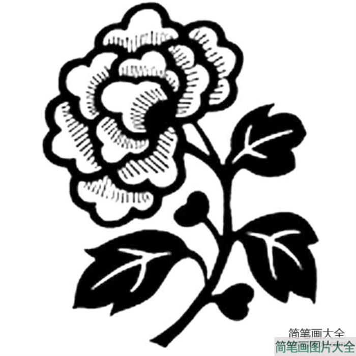 秋之菊简笔画  第1张