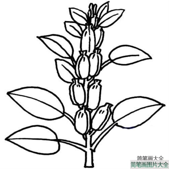 芝麻简笔画  第1张