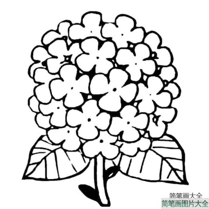 绣球花简笔画