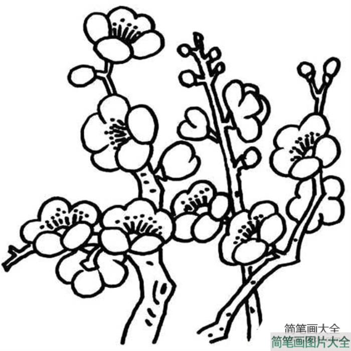 梅花的画法简笔画  第1张