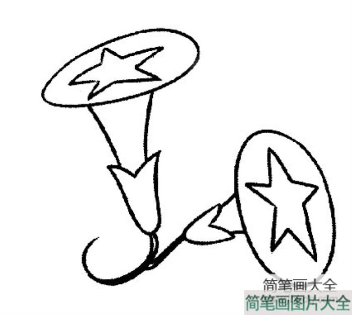 带有星星字样的牵牛花简笔画  第1张