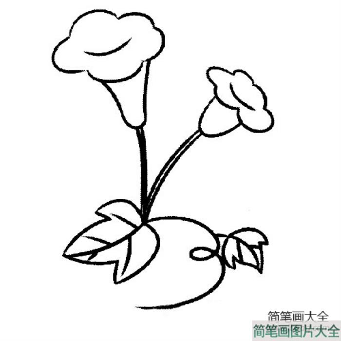 盛开的牵牛花简笔画法  第1张